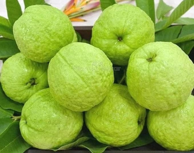 सवाई माधोपुर के अमरूदों ने बनाई कारोबारी पहचार, आज देश विदेश में सप्लाई