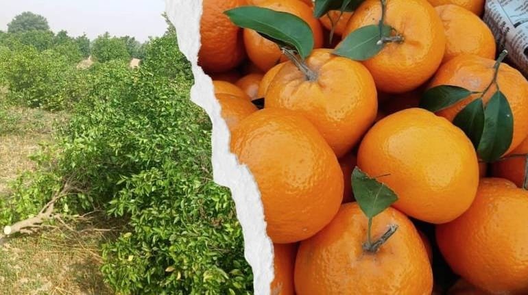 श्रीगंगानगर और पंजाब का किन्नू: रसीली मिठास से किसानों की चमकती किस्मत