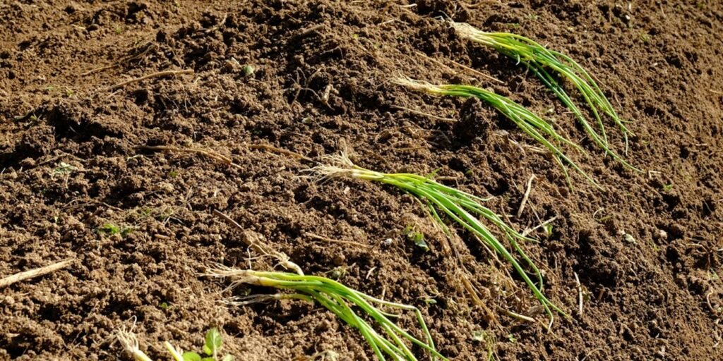 मिट्टी की बीमारी, किसान की परेशानी- केरल की धान की धरती पर ज़हर का खतरा