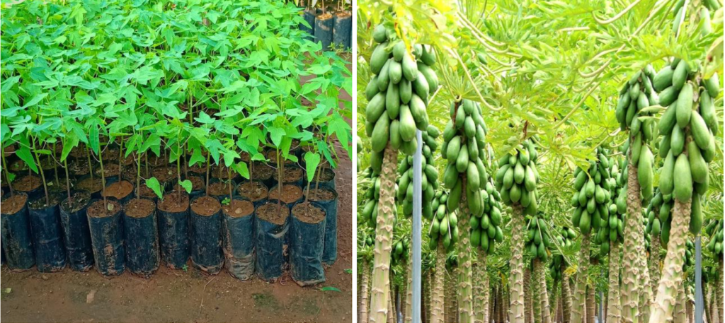 पपीते की खेती से बंपर कमाई ! इस खास मौसम में करें बुवाई