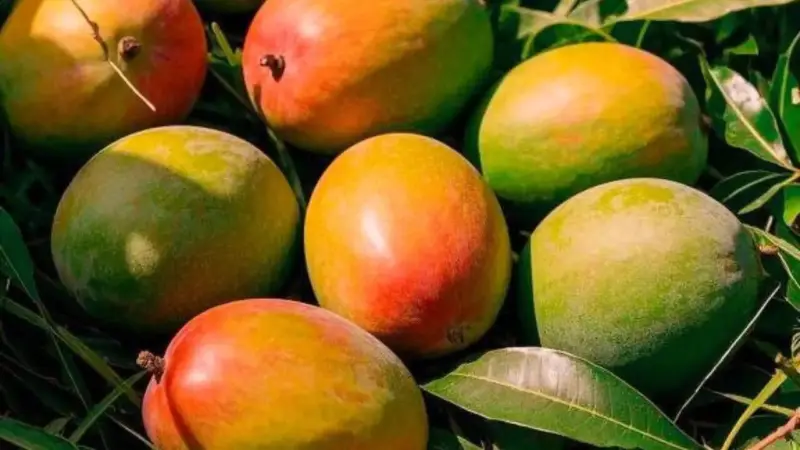 alt="आम की खेती कैसे करें रोपाई और देखभाल"
