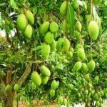 alt="आम की खेती कैसे करें किस्म और उत्पादन"