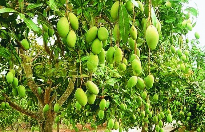 alt="आम की खेती कैसे करें किस्म और उत्पादन"