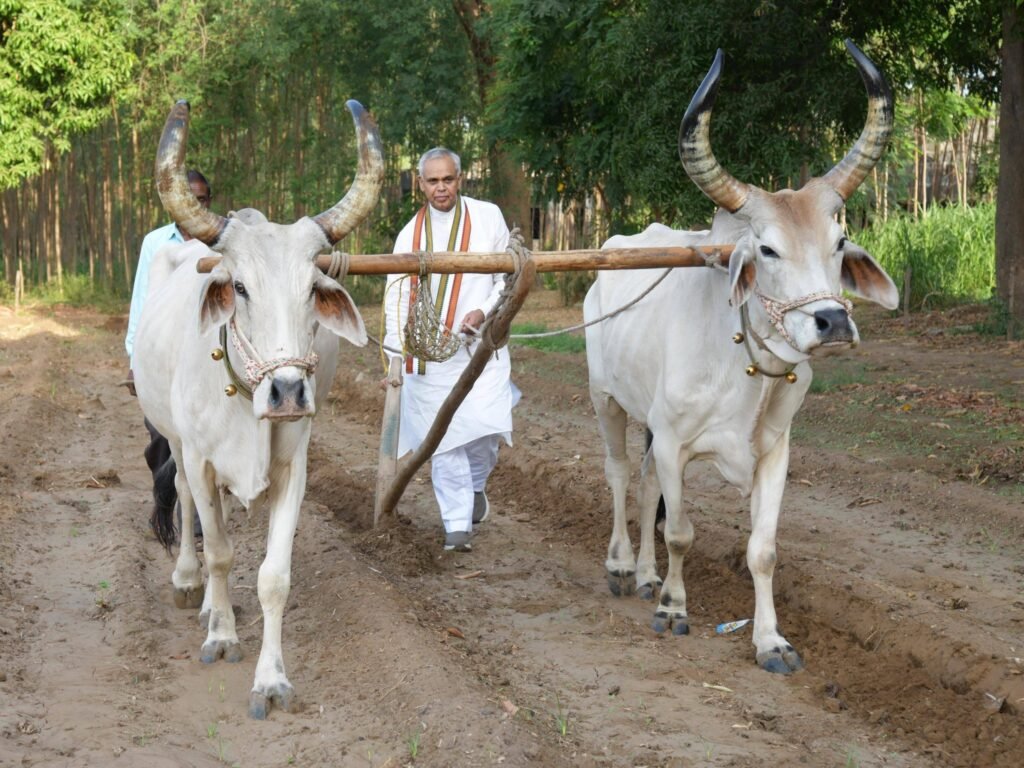 मलाव सहकारी दुग्ध मण्डली में गाय का दूध जमा कराते हुए पारंपरिक अनुभव