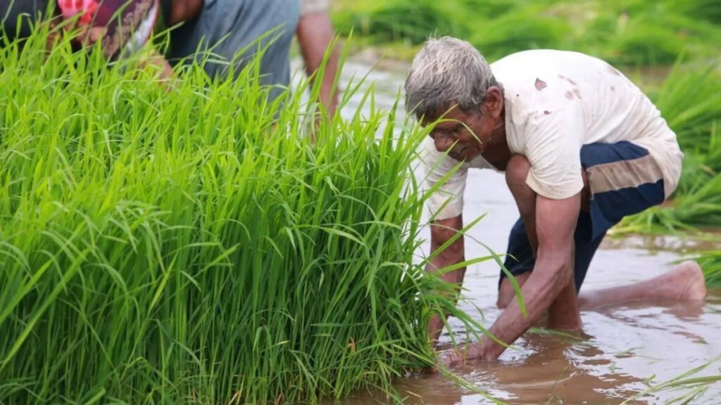 खेत में पानी भरे धान के खेत में किसान धान की पौध रोपाई करते हुए, मानसून की बारिश से खरीफ खेती की शुरुआत।