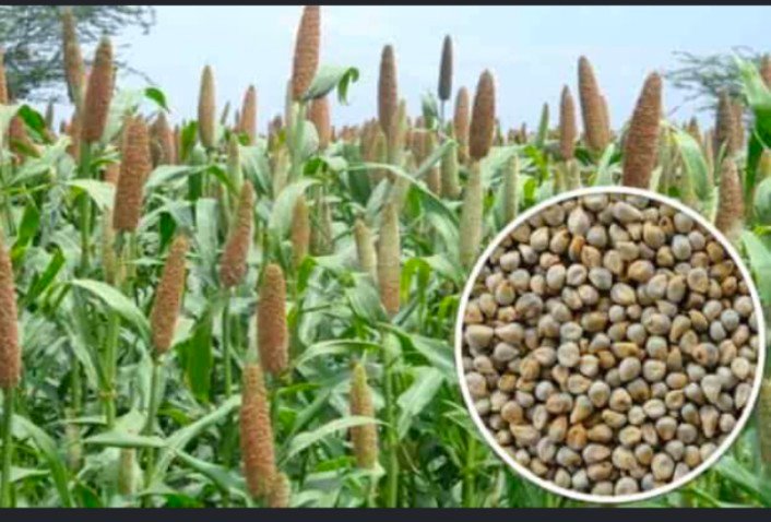 कपास की खेती छोड़कर बाजरा की खेती करते किसान