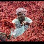 भारतीय मिर्च निर्यात के लिए तैयार सूखी लाल मिर्च की खेप