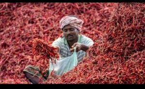 भारतीय मिर्च निर्यात के लिए तैयार सूखी लाल मिर्च की खेप