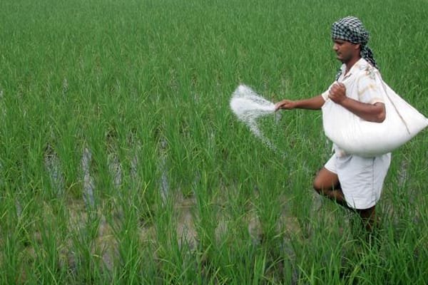 पंजाब में यूरिया की उपलब्धता को लेकर कृषि विभाग ने पर्याप्त स्टॉक होने का दावा किया
