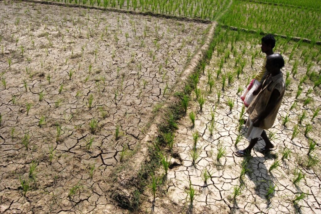 Farmers inspecting a drought-affected field during Weak Monsoon in India