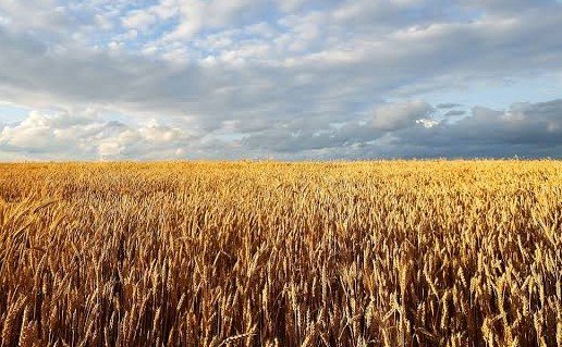 राजस्थान के एक खेत में गर्म मौसम के दौरान फसल की सिंचाई करता किसान।