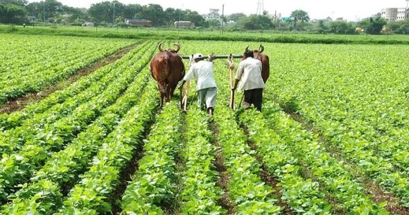 khet kisan