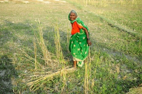 भारत की कृषि में बड़ा बदलाव रिकॉर्ड उत्पादन, नई नीतियां और किसानों के सामने चुनौतियां