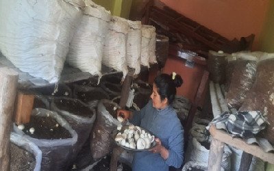 उत्तराखंड की महिला किसान ममता मेहता मशरूम उत्पादन इकाई में कार्य करते हुए