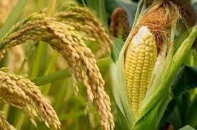 USDA सितंबर WASDE रिपोर्ट में मक्का और सोयाबीन उत्पादन का अनुमान