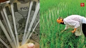 थोरवी में कर्नाटक किशमिश प्रोसेसिंग यूनिट और कोल्ड स्टोरेज