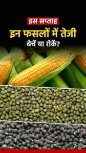 15 सितंबर 2026 कोलकाता और हैदराबाद मंडी के मसूर उड़द चना तुवर भाव