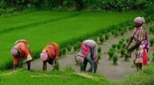 कमजोर मानसून के बीच खेत में खरीफ फसल की बुवाई
