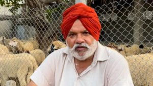 फाजिल्का किसान हरभिंदर सिंह संधू भेड़ पालन करते हुए