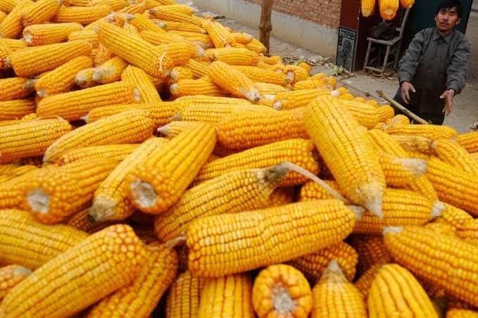 वैश्विक अनाज बाजार में मक्का और सोयाबीन की फसल कटाई