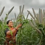 भारत में आयरन और जिंक से भरपूर बायोफोर्टिफाइड गेहूं, चावल और मक्का की फसलें