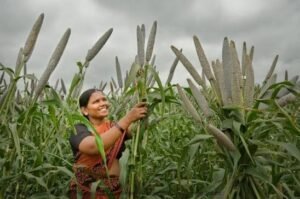 भारत में आयरन और जिंक से भरपूर बायोफोर्टिफाइड गेहूं, चावल और मक्का की फसलें